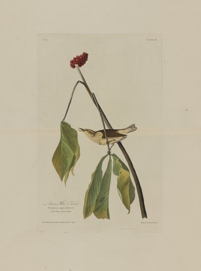 Drozd wodny z Luizjany, z Birds of America, grawerowany przez Roberta Havella (1793-1878) autorstwa John James after Audubon
