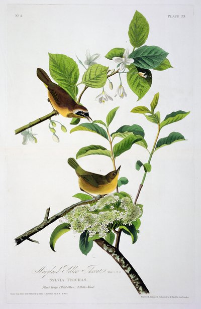 Maryland Yellow Throat, z Birds of America, grawerowane przez Roberta Havella (1793-1878) autorstwa John James after Audubon