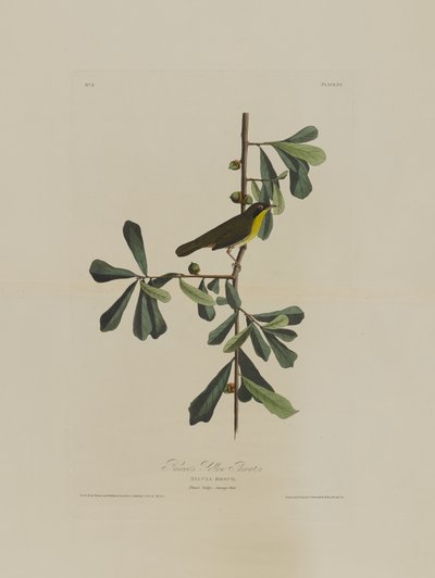 Roscoes Yellow Throat, z Birds of America, grawerowane przez Roberta Havella (1793-1878) autorstwa John James after Audubon