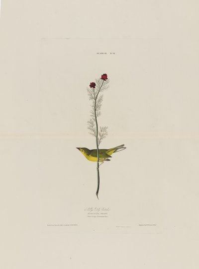 Selbys Fly Catcher, z Birds of America, grawerowane przez Roberta Havella (1793-1878) autorstwa John James after Audubon