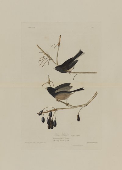 Snow Bird, z Birds of America, grawerowane przez Roberta Havella (1793-1878) autorstwa John James after Audubon