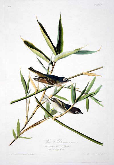 Solitary Flycatcher, z Birds of America, grawerowane przez Roberta Havella (1793-1878) autorstwa John James after Audubon
