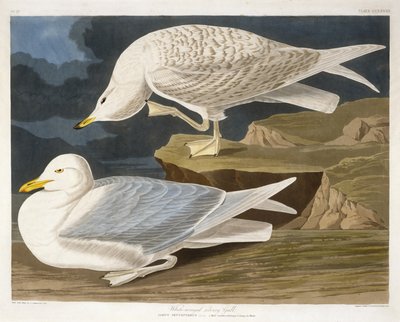 Białoskrzydła mewa srebrzysta, rytowana przez Roberta Havella, Jr. (1793-1878), 1835 (ręcznie kolorowana grawerunek) autorstwa John James after Audubon