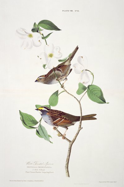 Wróbel białogardły, z Birds of America, grawerowane przez Roberta Havella (1793-1878) autorstwa John James after Audubon