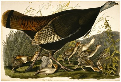 Dziki indyk, rytowany przez William Home Lizars (1788-1859) ok. 1827-32 (akwatinta ręcznie kolorowana na papierze tkanym) autorstwa John James after Audubon