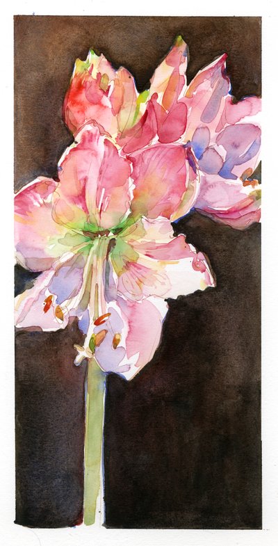 Amarylis z brązowym tłem, 2015, (akwarela) autorstwa John Keeling