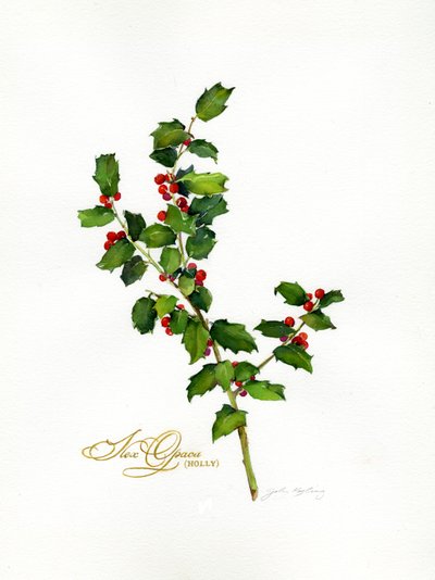 Ostrokrzew botaniczny, 2013, (akwarela) autorstwa John Keeling