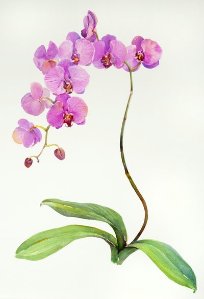 Orchidea botaniczna, 2013, (akwarela) autorstwa John Keeling