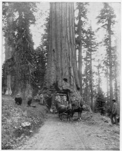 Droga biegnąca przez Giant Sequoia, Mariposa Grove, Wawona, Kalifornia, koniec XIX wieku autorstwa John L. Stoddard