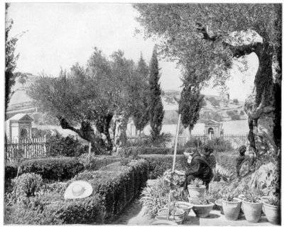 Ogród Getsemani, Palestyna, koniec XIX wieku. autorstwa John L. Stoddard