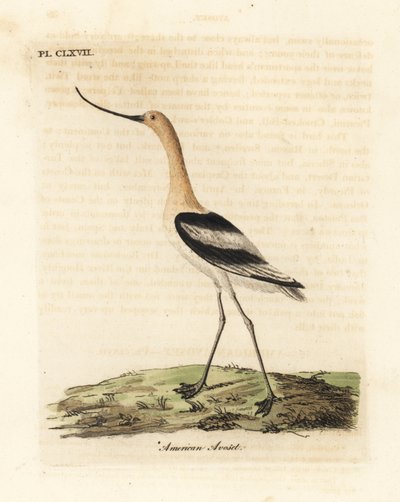 Szaszłyk amerykański, Recurvirostra americana. Ręcznie kolorowany miedzioryt narysowany i grawerowany przez Johna Lathama z jego własnej A General History of Birds, Winchester autorstwa John Latham