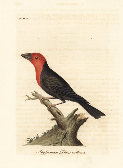 Barbet czarnodzioby, Lybius guifsobalito (Abisyński obcinacz roślin, Loxia tridactyla). Ręcznie kolorowany miedzioryt narysowany i grawerowany przez Johna Lathama z jego własnej A General History of Birds, Winchester autorstwa John Latham