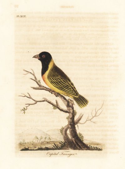 Tkacz czarnogłowy z żółtym kołnierzem, Ploceus melanocephalus capitalis (Capital tanager, Tanagra capitalis). Ręcznie kolorowany miedzioryt narysowany i grawerowany przez Johna Lathama z jego własnej A General History of Birds, Winchester autorstwa John Latham