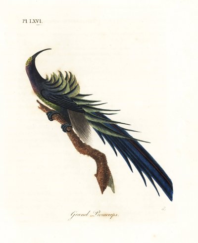 Sierp czarny , Epimachus fastosus. Wrażliwy. (Świetne promerops, Upupa superba.) Nowa Gwinea. Ręcznie kolorowany miedzioryt narysowany i grawerowany przez Johna Lathama z jego własnej A General History of Birds, Winchester autorstwa John Latham