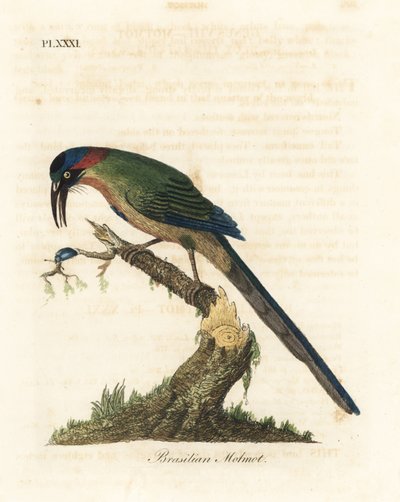 motmot niebiesko-koronowany, Momotus momota (motmot brazylijski, Momotus brasiliensis). Ręcznie kolorowany miedzioryt narysowany i grawerowany przez Johna Lathama z jego własnej A General History of Birds, Winchester autorstwa John Latham