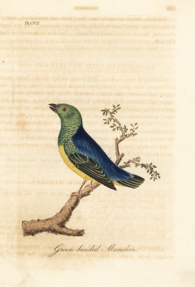 Niebieskowłosa chlorofonia, Chlorophonia cyanea (Manakin zielonogłowy, pochodzący z Ameryki Południowej). Ręcznie kolorowany miedzioryt narysowany i grawerowany przez Johna Lathama z jego własnej A General History of Birds, Winchester autorstwa John Latham