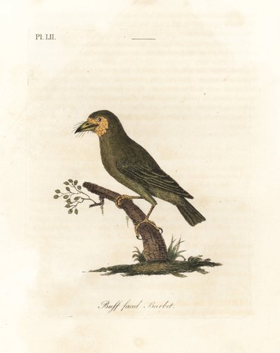 Barbet brązowogłowy, Megalaima zeylanica? (Buff-faced Barbet, Bucco lathami). Z okazu oznaczonego Megalaima lathami w British Museum. Ręcznie kolorowany miedzioryt narysowany i grawerowany przez Johna Lathama z jego własnej A General History of Birds, Winc autorstwa John Latham