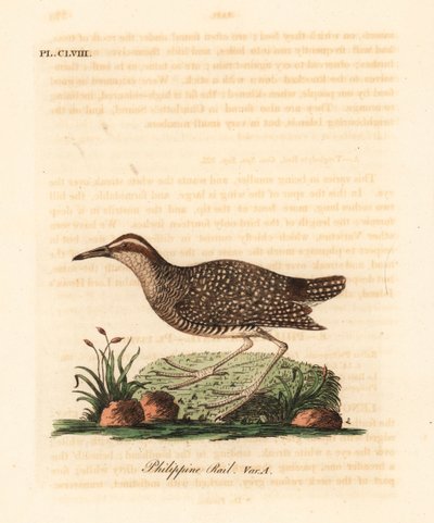 Szyna Buff-band, Gallirallus philippensis (szyna filipińska, Rallus philippensis). Ręcznie kolorowany miedzioryt narysowany i grawerowany przez Johna Lathama z jego własnej A General History of Birds, Winchester autorstwa John Latham