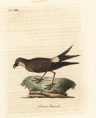 Pratincole z kołnierzem, Glareola pratincola (austriacka pratincole, Glareola austriaea). Ręcznie kolorowany miedzioryt narysowany i grawerowany przez Johna Lathama z jego własnej A General History of Birds, Winchester autorstwa John Latham