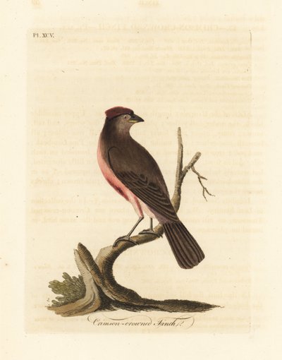 czeczotka pospolita , Carduelis flammea ( zięba karmazynowa , Fringilla flammea ). Ręcznie kolorowany miedzioryt narysowany i grawerowany przez Johna Lathama z jego własnej A General History of Birds, Winchester autorstwa John Latham