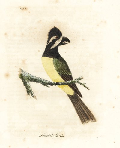 Czubata dzierzba , Falcunculus frontatus ( dzierzba czołowa , Lanius frontatus ). Ręcznie kolorowany miedzioryt narysowany i grawerowany przez Johna Lathama z jego własnej A General History of Birds, Winchester autorstwa John Latham