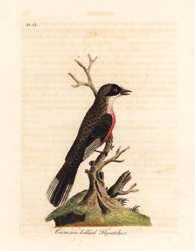 Muchołówka szkarłatna, Muscicapa coccinigastra. Nieznany gatunek ptaka skopiowany z ilustracji autorstwa Port Jackson Painter. Ręcznie kolorowany miedzioryt narysowany i grawerowany przez Johna Lathama z jego własnej A General History of Birds, Winchester autorstwa John Latham