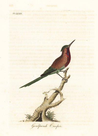 Karmazynowy sunbird, Aethopyga siparaja seheriae (Pnącze Goulpourah). Ręcznie kolorowany miedzioryt narysowany i grawerowany przez Johna Lathama z jego własnej A General History of Birds, Winchester autorstwa John Latham