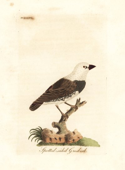 Diamentowy ognik, Stagonopleura guttata (Grubodziób cętkowany, Fringilla leucocephala). Ręcznie kolorowany miedzioryt narysowany i grawerowany przez Johna Lathama z jego własnej A General History of Birds, Winchester autorstwa John Latham