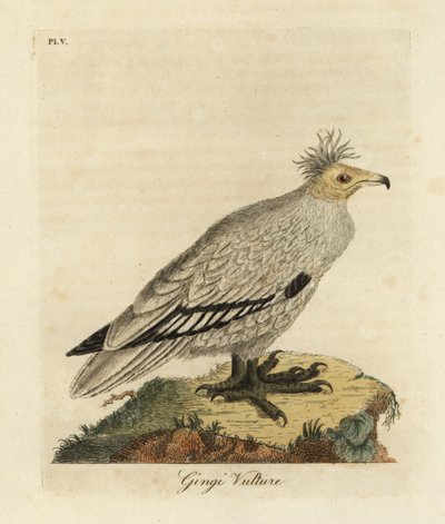 Sęp egipski , Neophron percnopterus ginginianus.1824 (rycina) autorstwa John Latham