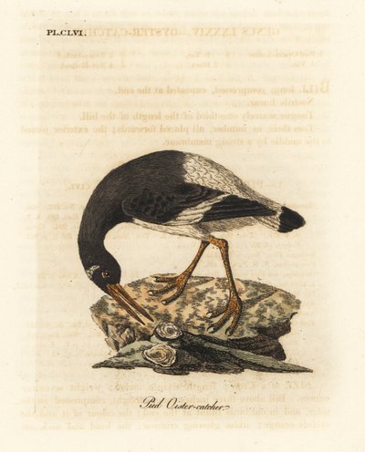 ostrygojóg zwyczajny, Haematopus ostralegus. Ręcznie kolorowany miedzioryt narysowany i grawerowany przez Johna Lathama z jego własnej A General History of Birds, Winchester autorstwa John Latham
