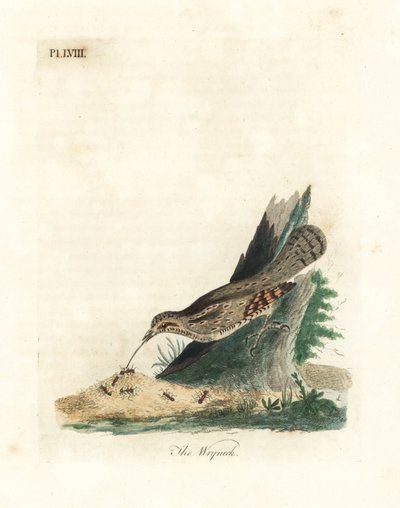 Kręgosłup zwyczajny, Jynx torquilla (Junx torquilla). Ręcznie kolorowany miedzioryt narysowany i grawerowany przez Johna Lathama z jego własnej A General History of Birds, Winchester autorstwa John Latham