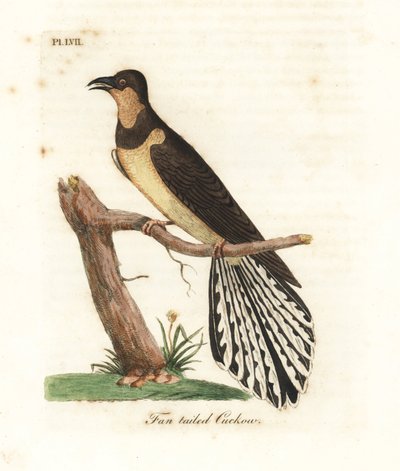 Kukułka wachlarzowata, Cacomantis flabelliformis (Kukułowaty, Cuculus flabelliformis). Ręcznie kolorowany miedzioryt narysowany i grawerowany przez Johna Lathama z jego własnej A General History of Birds, Winchester autorstwa John Latham