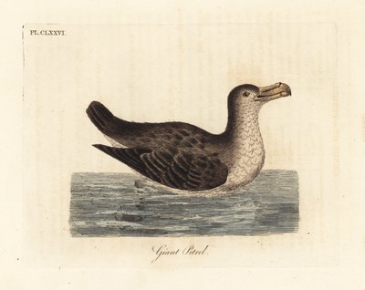 Petrel olbrzymi, Macronectes giganteus (jako Precellaria gigantea, błąd w przypadku Procellaria gigantea). Ręcznie kolorowany miedzioryt narysowany i grawerowany przez Johna Lathama z jego własnej A General History of Birds, Winchester autorstwa John Latham