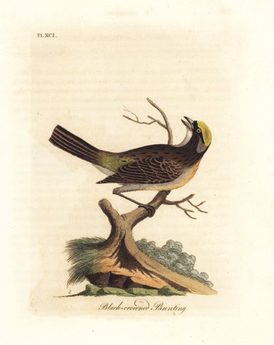 Wróbel złocistokoronowy, Zonotrichia atricapilla (potrzeszcz czarnokoronowy, Emberiza atricapilla). Ręcznie kolorowany miedzioryt narysowany i grawerowany przez Johna Lathama z jego własnej A General History of Birds, Winchester autorstwa John Latham