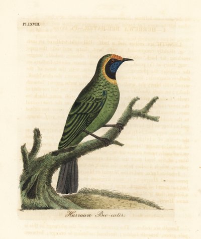 Złotoczelny ptak liściasty , Chloropsis aurifrons. żołna Hurruwa, Indie autorstwa John Latham