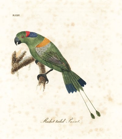 Rakieta złotoogoniasta, Prioniturus platurus (papuga rakieta). Ręcznie kolorowany miedzioryt narysowany i grawerowany przez Johna Lathama z jego własnej A General History of Birds, Winchester autorstwa John Latham