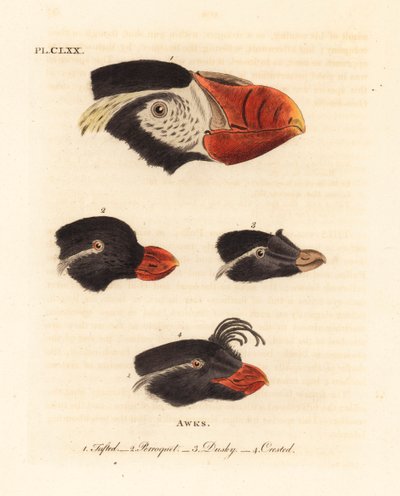 Głowy maskonurów czubatych, Fratercula cirrhata 1, auklet papużki, Aethia psittacula 2 i auklet czubaty, Aethia cristatella 3,4. (awk czubaty, Alca cirrhata 1, awk papugi, Alca psittacula 2, awk Dusky, Alca tetracula 3 i awk Crested, Alca cristatella autorstwa John Latham