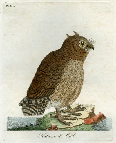 Sowa Hutum, 1821 (rycina ręcznie kolorowana) autorstwa John Latham