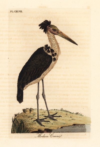 Pomniejszy adiutant, Leptoptilos javanicus. Wrażliwy. (Czaszka Modun.) Ręcznie kolorowany miedzioryt narysowany i grawerowany przez Johna Lathama z jego własnej A General History of Birds, Winchester autorstwa John Latham