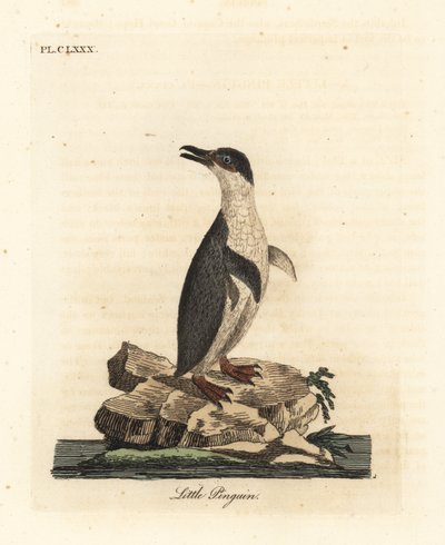 Mały pingwin, Eudyptula minor lub pingwin z białymi płetwami, Eudyptula minor albosignata (Aptenodytes minor). Ręcznie kolorowany miedzioryt narysowany i grawerowany przez Johna Lathama z jego własnej A General History of Birds, Winchester autorstwa John Latham
