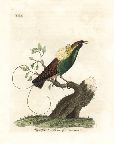 Wspaniały rajski ptak, Diphyllodes magnificus (Paradisea magnifica). Ręcznie kolorowany miedzioryt narysowany i grawerowany przez Johna Lathama z jego własnej A General History of Birds, Winchester autorstwa John Latham