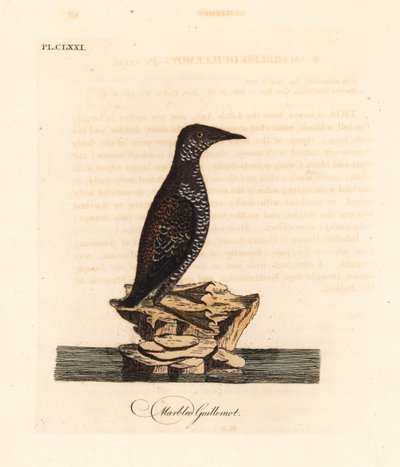 Murrelet marmurkowy, Brachyramphus marmoratus. Zagrożony. (Murrelet marmurkowy, Uria marmorata). Ręcznie kolorowany miedzioryt narysowany i grawerowany przez Johna Lathama z jego własnej A General History of Birds, Winchester autorstwa John Latham