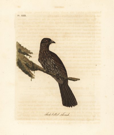 Nowa Zelandia Wyspa Południowa piopio, Turnagra capensis. Wyginąć. (drozd grubodzioby, Turdus crassirostris.) Ręcznie barwiony miedzioryt narysowany i grawerowany przez Johna Lathama z jego własnej A General History of Birds, Winchester autorstwa John Latham
