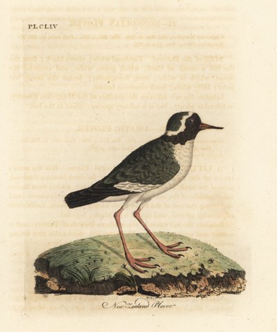 Sieweczka nowozelandzka , Charadrius niejasna ( Charadrius novae Zealandiae ). Zagrożony. Ręcznie kolorowany miedzioryt narysowany i grawerowany przez Johna Lathama z jego własnej A General History of Birds, Winchester autorstwa John Latham