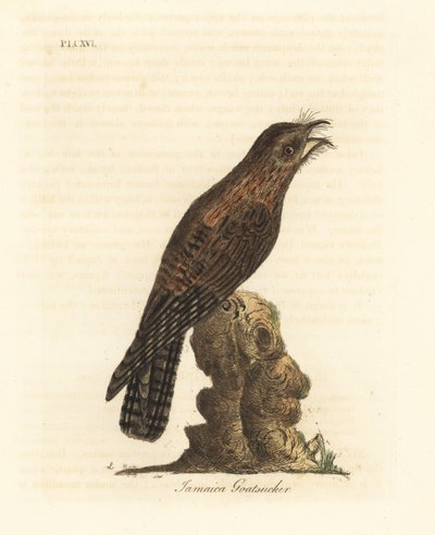 Północny potoo, Nyctibius jamaicensis (jamajski kozi kadzidło, Caprimulgus jamaicensis). Ręcznie kolorowany miedzioryt narysowany i grawerowany przez Johna Lathama z jego własnej A General History of Birds, Winchester autorstwa John Latham