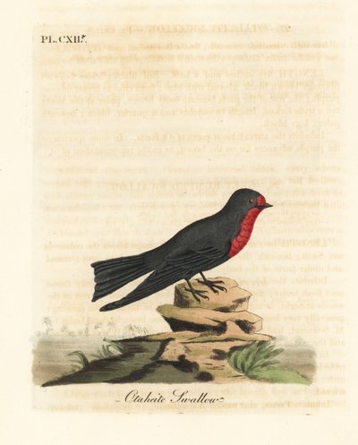 Jaskółka pacyficzna, Hirundo tahitica (Jaskółka Otaheite, Hirundo tahitiae). Ręcznie kolorowany miedzioryt narysowany i grawerowany przez Johna Lathama z jego własnej A General History of Birds, Winchester autorstwa John Latham