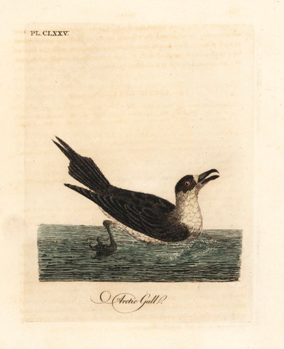 Wydrzyk pasożytniczy, wydrzyk polarny lub wydrzyk pasożytniczy, Stercorarius parasiticus (mewa popielata, Larus parasiticus). Ręcznie kolorowany miedzioryt narysowany i grawerowany przez Johna Lathama z jego własnej A General History of Birds, Winchester autorstwa John Latham
