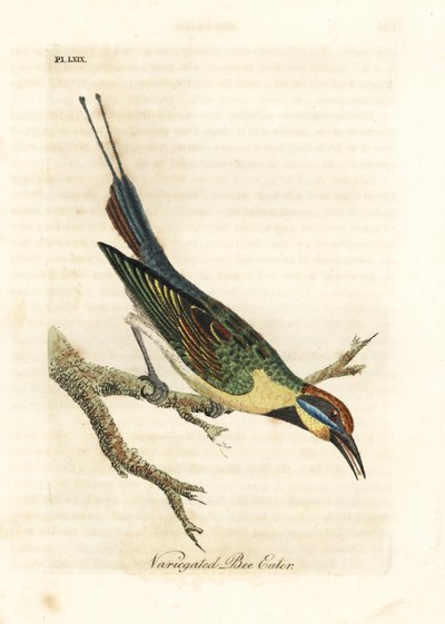 Żołna tęczowa, merops ornatus (żołna pstrokata). Australia. Ręcznie kolorowany miedzioryt narysowany i grawerowany przez Johna Lathama z jego własnej A General History of Birds, Winchester autorstwa John Latham