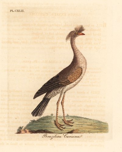 Czerwononogi seriema lub czubaty cariama, Cariama cristata (brazylijska cariama, Palamedea cristata). Ręcznie kolorowany miedzioryt narysowany i grawerowany przez Johna Lathama z jego własnej A General History of Birds, Winchester autorstwa John Latham