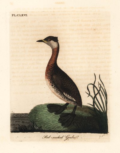 Perkoz rdzawoszyi , Podiceps grisegena (Podiceps rubricollis). Ręcznie kolorowany miedzioryt narysowany i grawerowany przez Johna Lathama z jego własnej A General History of Birds, Winchester autorstwa John Latham